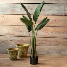 Load image into Gallery viewer, Potted Bird of Paradise Plant