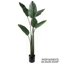 Load image into Gallery viewer, Potted Bird of Paradise Plant